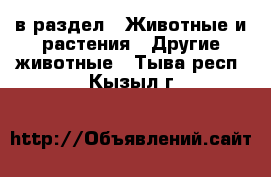  в раздел : Животные и растения » Другие животные . Тыва респ.,Кызыл г.